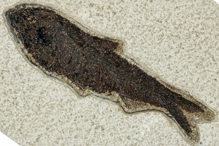 Detailed Fossil Fish (Knightia) - Wyoming #327829